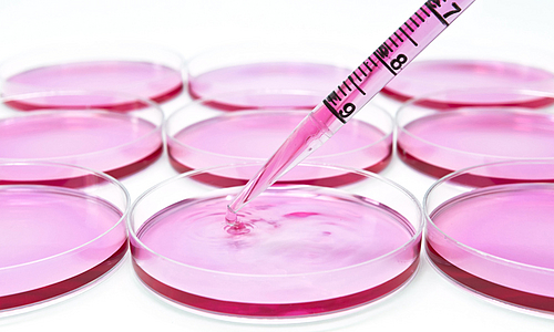 Pipette gibt rosa Flüssigkeit in eine von mehreren Zellkulturschalen mit rosa Flüssigkeit.
