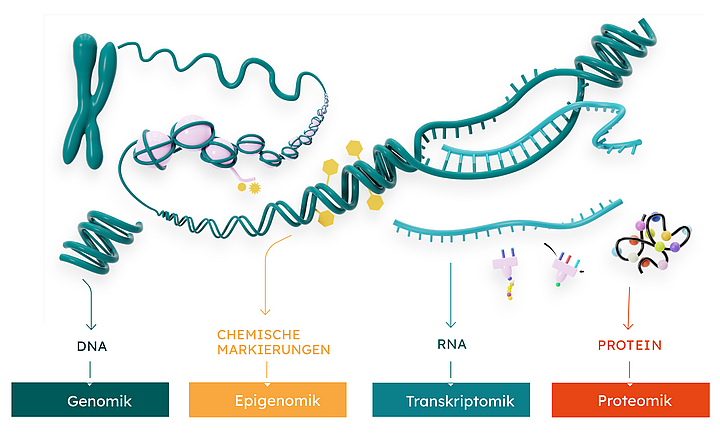 Schematische Infographik, die verschiedene Omics Ebenen und deren Zusammenhänge darstellt. Aus einem Chromosomen entwindet sich die DNA ( Genomik), an welcher chemische Markierungen (Epigenomik) vorhanden sein können. Abgelesen von der DNA wird die RNA (Transkriptomik). Aus der RNA entstehen Proteine (Proteomik). 