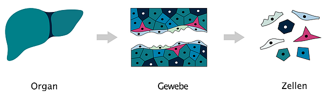 Dreistufige schematische Darstellung von Organ, Gewebe und einzelnen Zellen mit Pfeilen dazwischen.