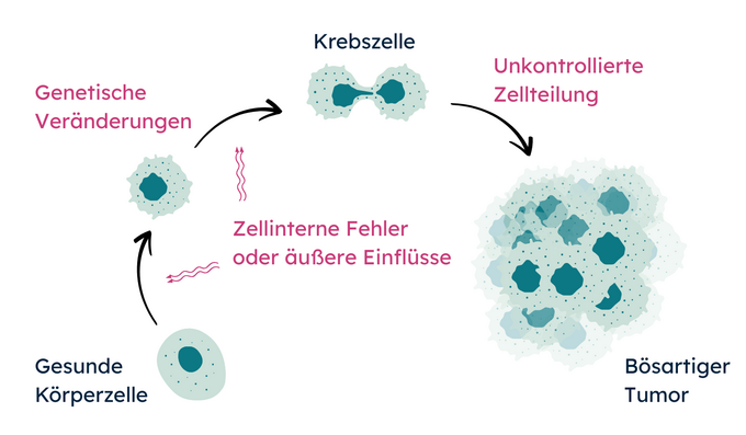 Infografik zeigt den Ablauf der Krebsentstehung anhand schematischer Zellen: Gesunde Zellen werden durch genetische Veränderungen zu Krebszellen, welche sich unkontrolliert teilen und einen bösartigen Tumor bilden.
